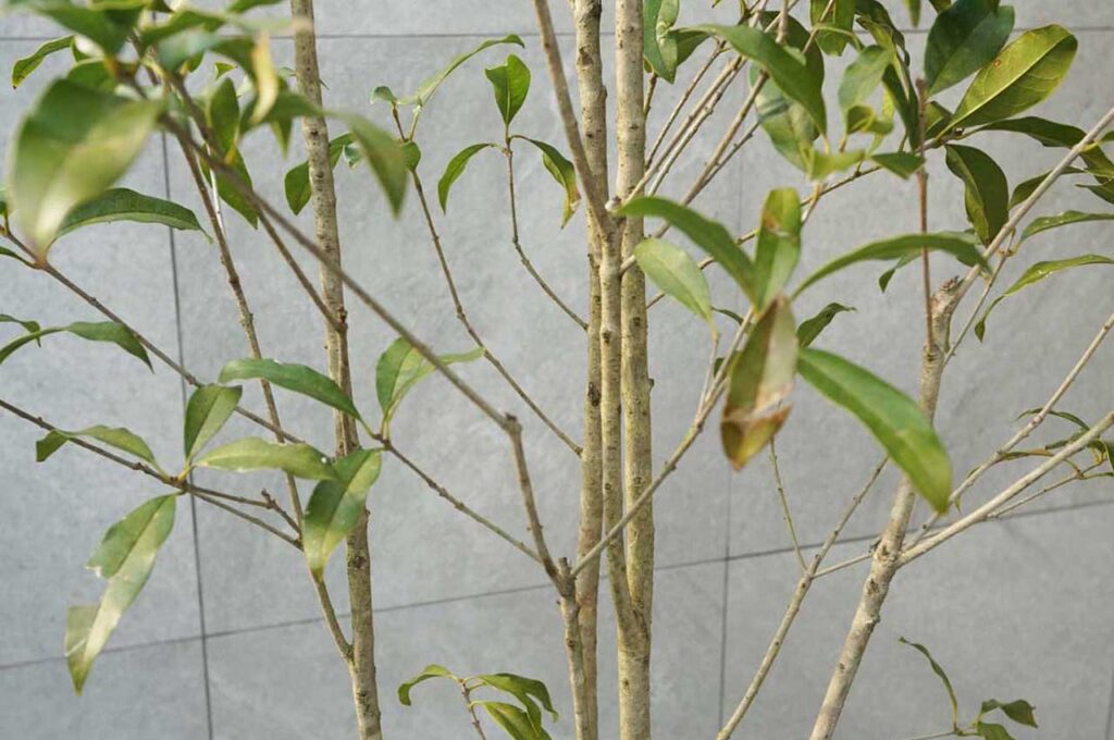 キンモクセイ 枝ぶり