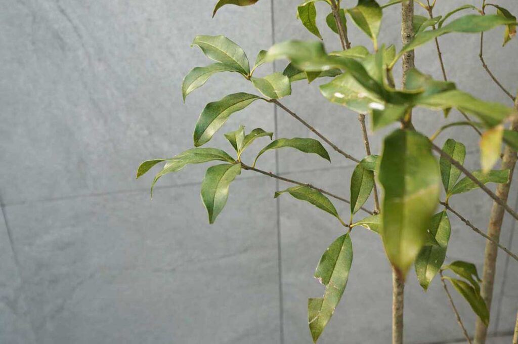 キンモクセイ 葉２