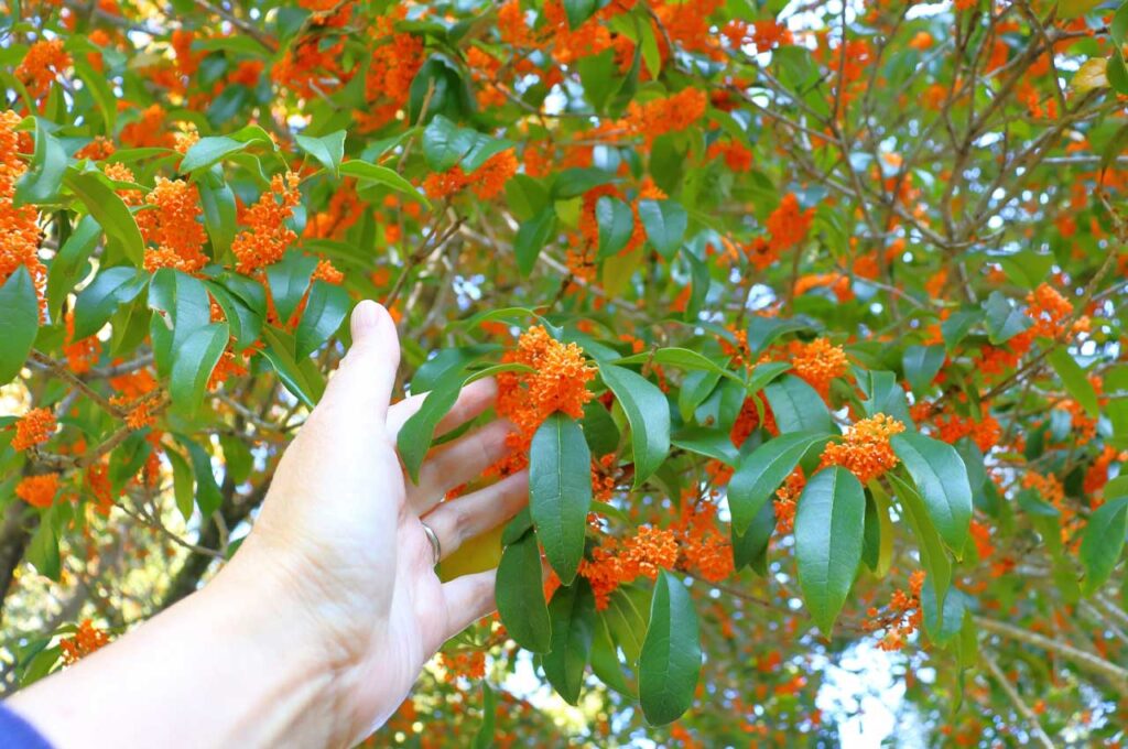 キンモクセイ オレンジ色の花２