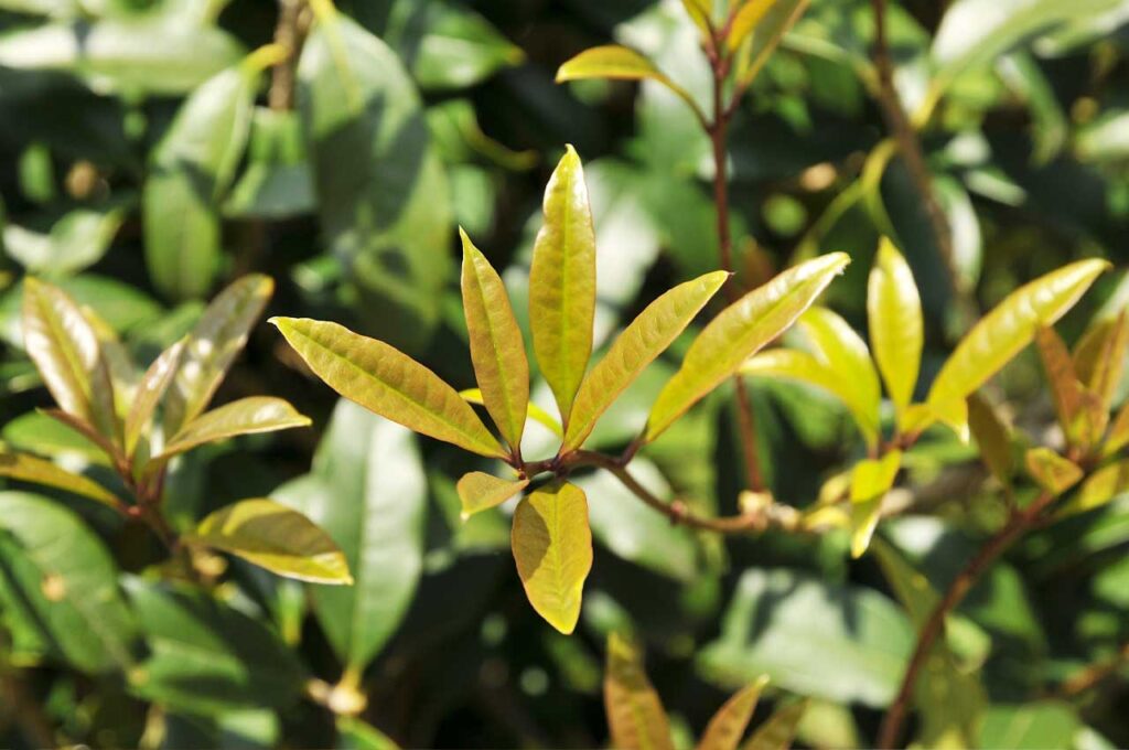 キンモクセイ 若葉