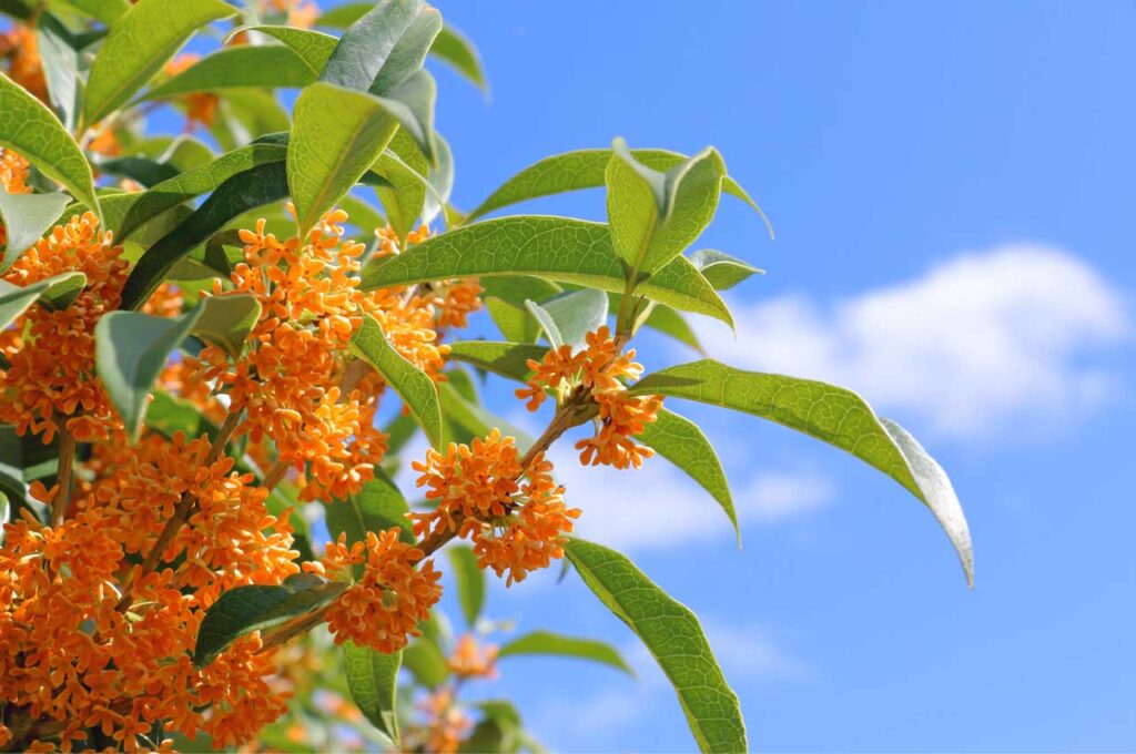 キンモクセイ オレンジ色の花１