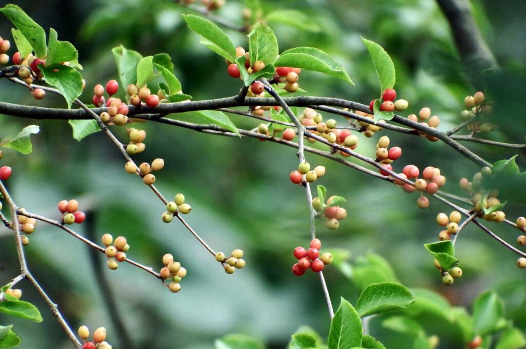 アオハダ　果実