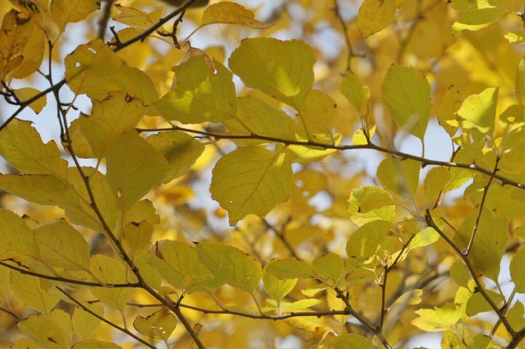 アオハダ　黄葉１