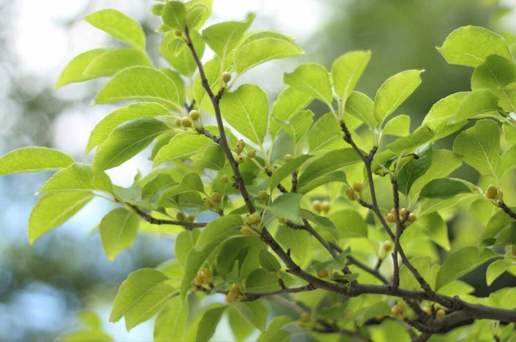 アオハダ　まだ青く若い果実