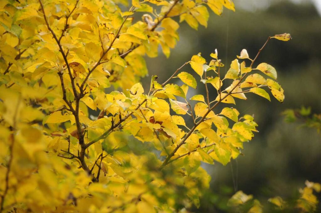 アオハダ　黄葉２