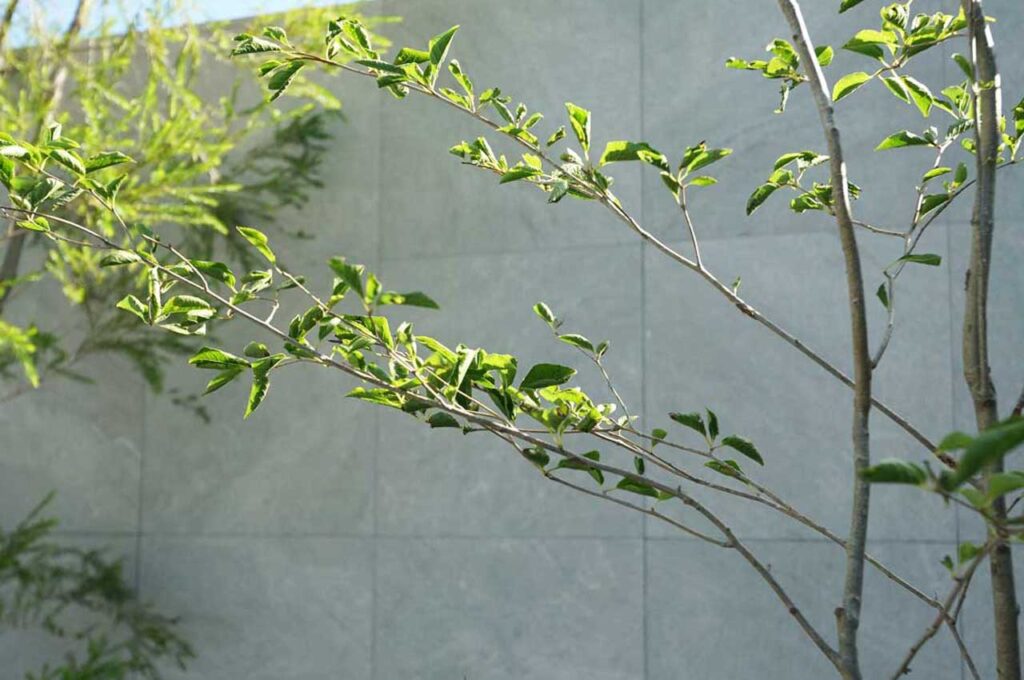 アオハダ　葉１