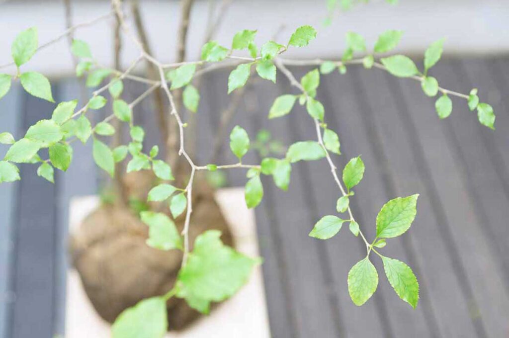 アオハダ　葉２