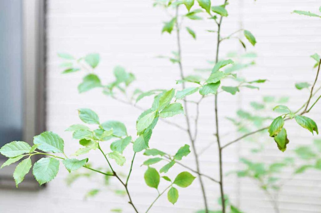 アオハダ　葉３