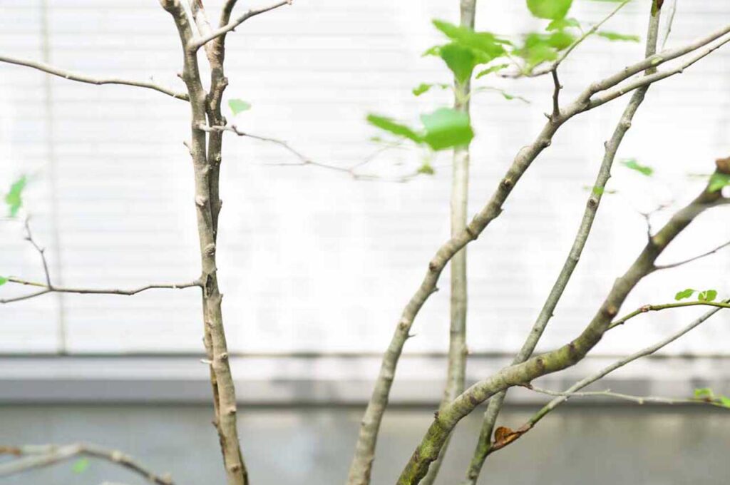 アオハダ　枝ぶり２