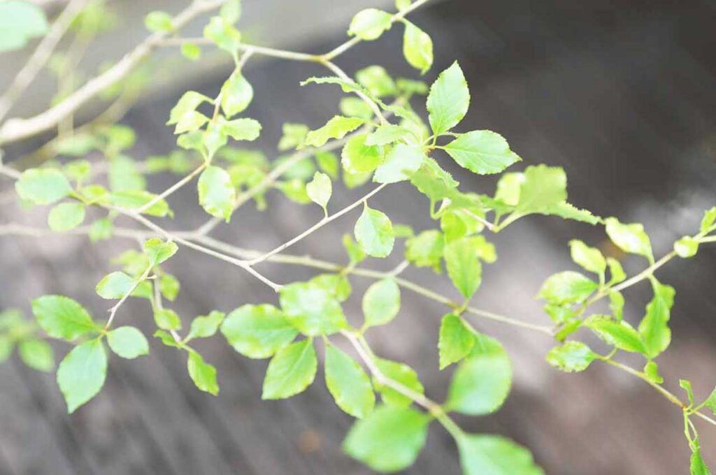 アオハダ　葉５