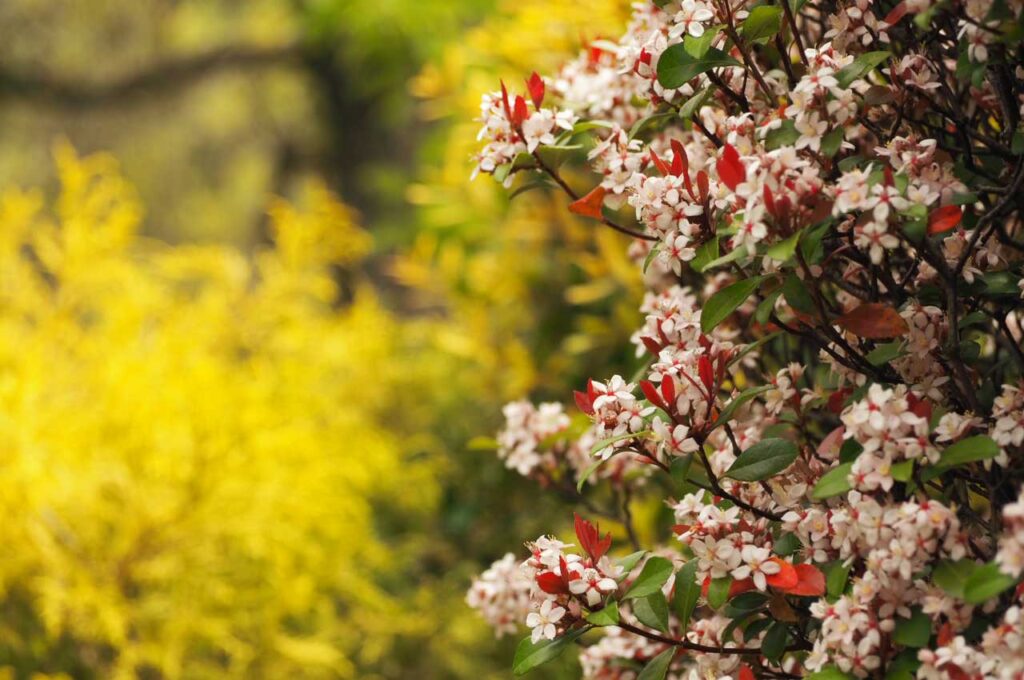 姫シャリンバイ 桜色の花
