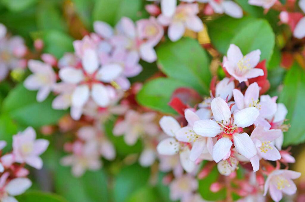 姫シャリンバイ 桜色の花２