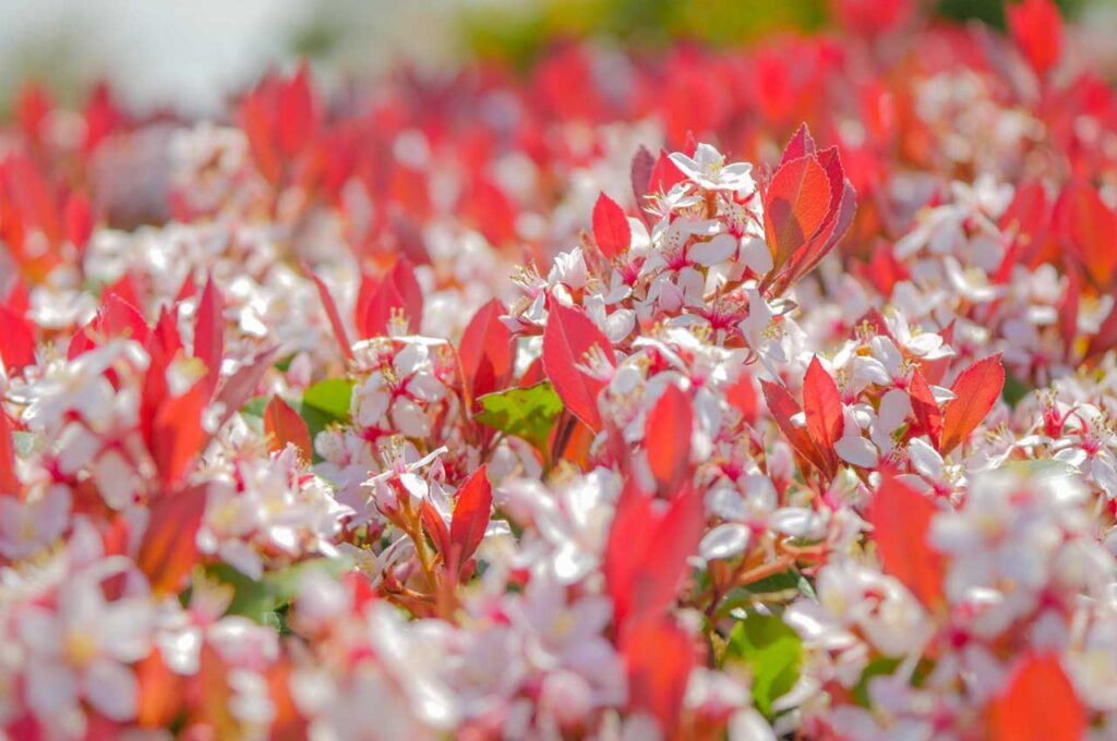 姫シャリンバイ 桜色の花３