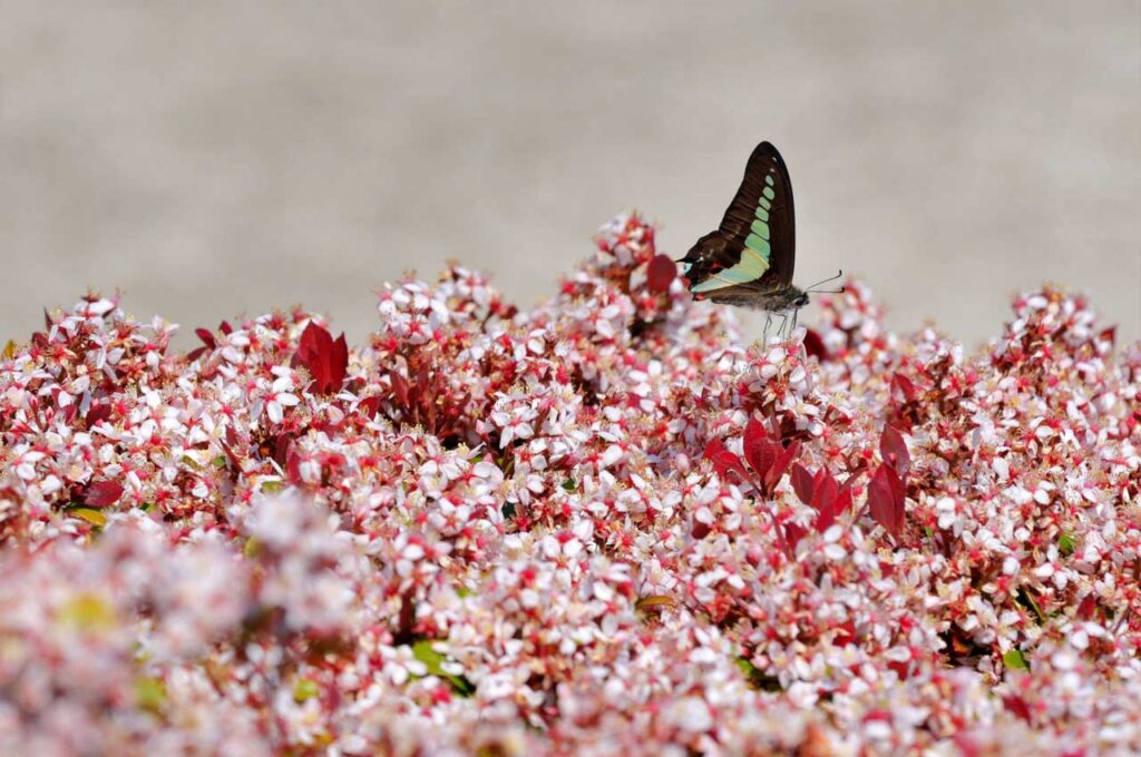 姫シャリンバイ 桜色の花４