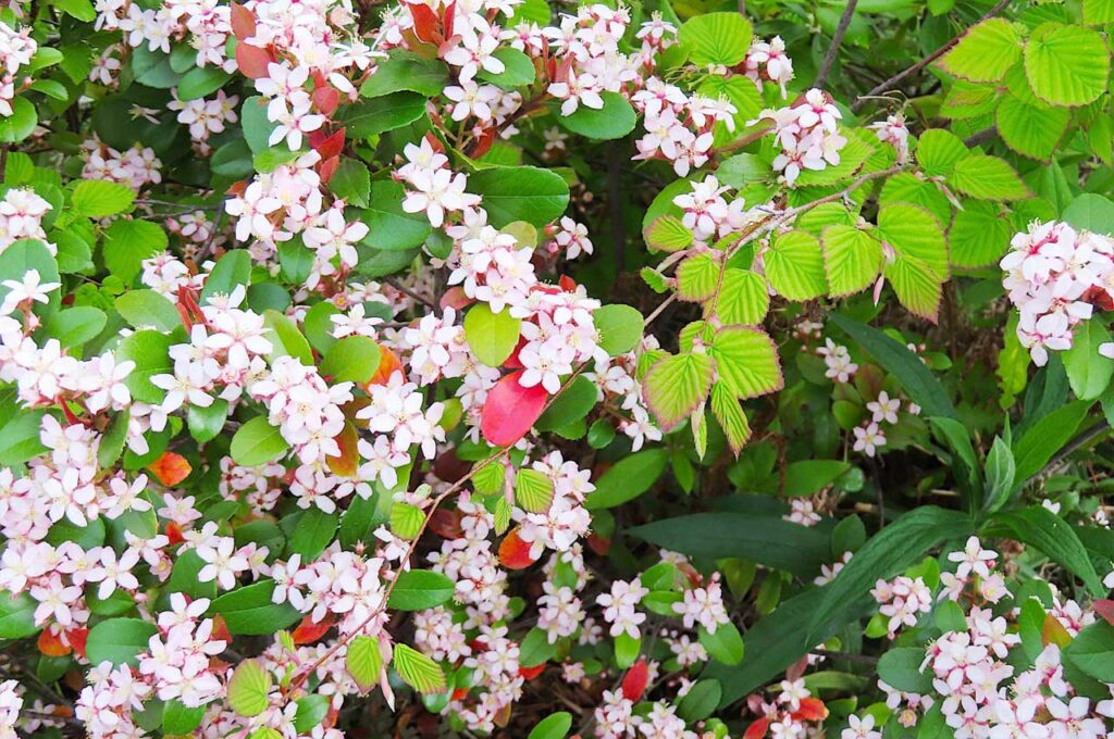 姫シャリンバイ 桜色の花５