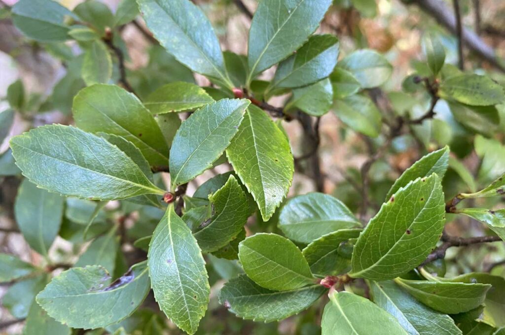 姫シャリンバイ 葉２