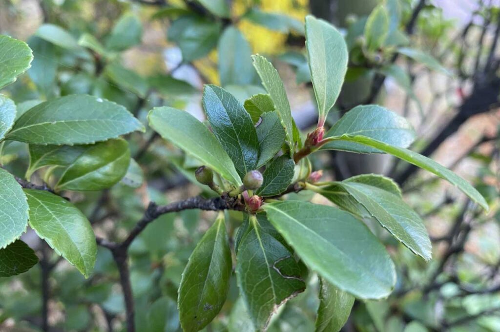 姫シャリンバイ 葉とつぼみ