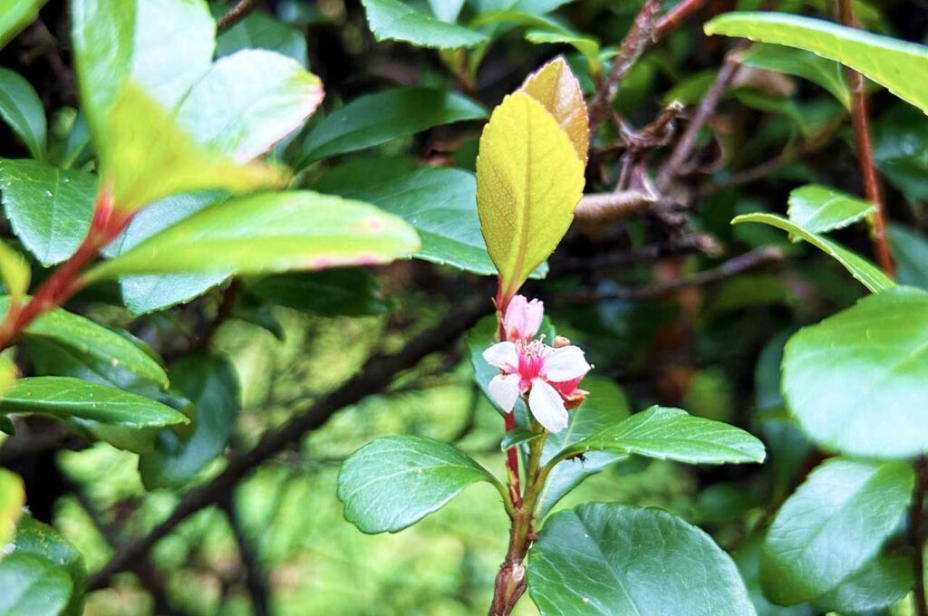 姫シャリンバイ 葉と咲き始めの花