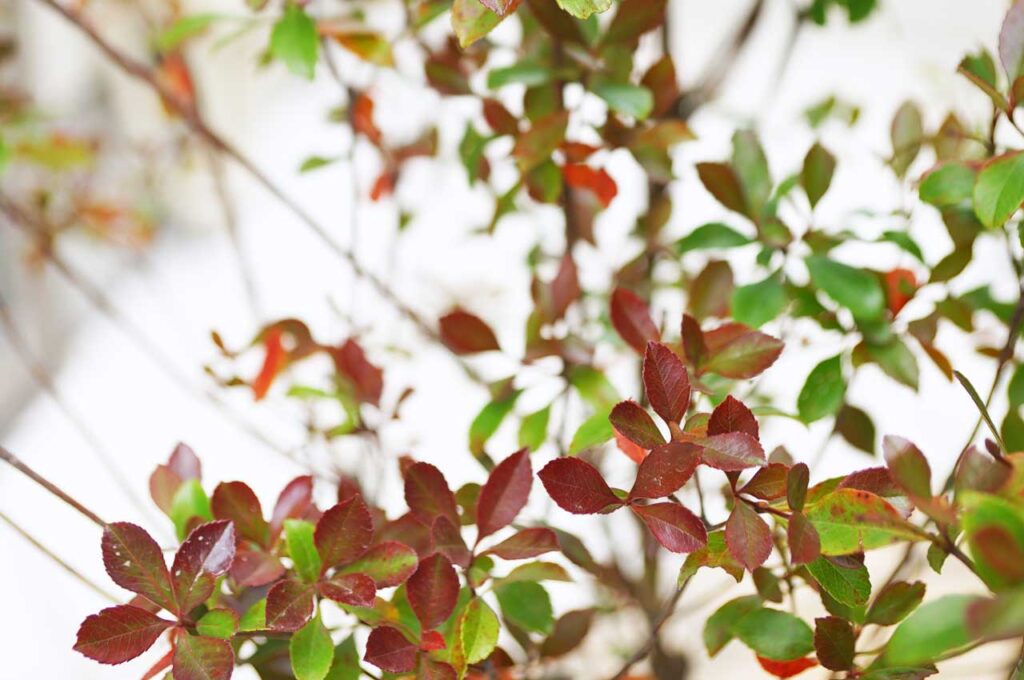 姫シャリンバイ 晩秋に紅葉した葉