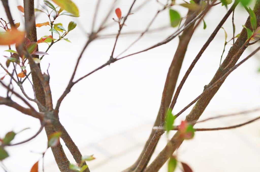 姫シャリンバイ 枝ぶり１