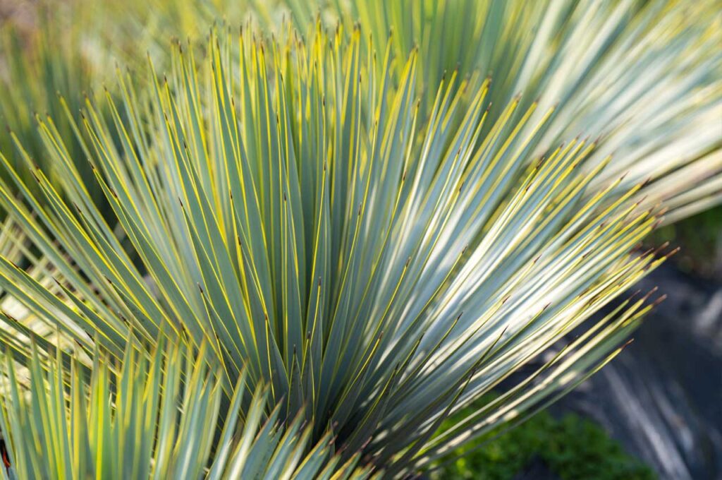 ユッカロストラータ 葉1