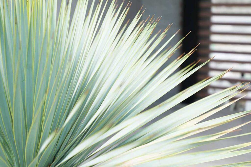 ユッカロストラータ 葉4