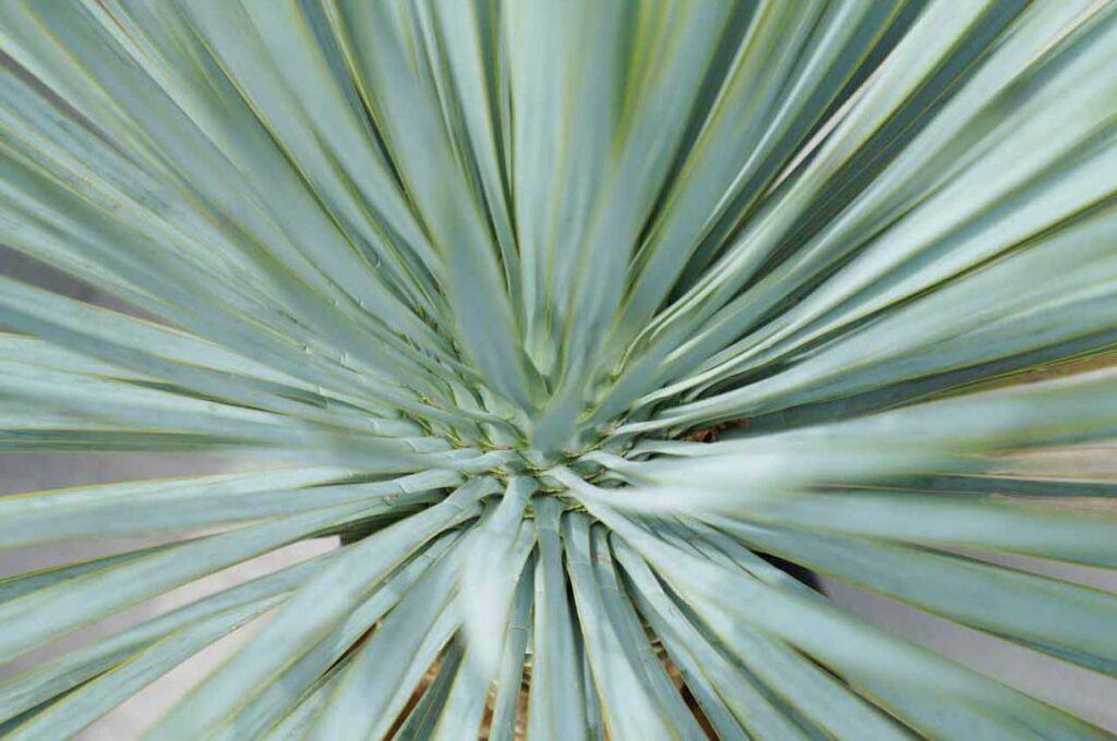 ユッカロストラータ 葉5