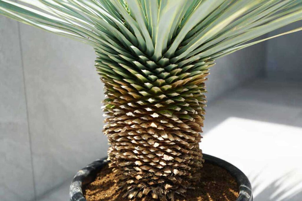 ユッカロストラータ 幹1