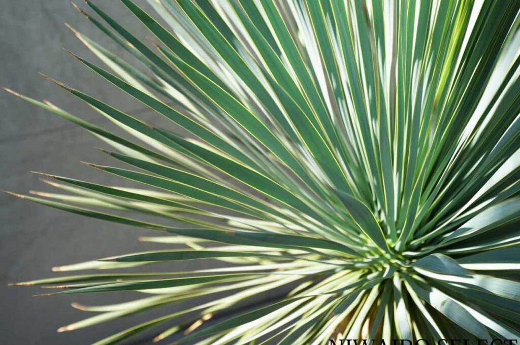 ロストラータブルーサンダー 葉１