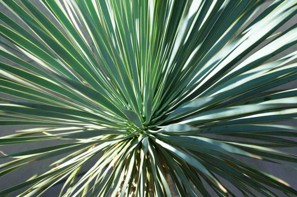 ロストラータブルーサンダー 葉２