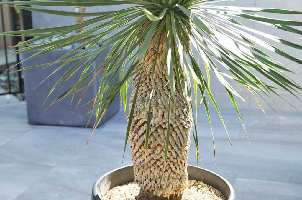 ロストラータブルーサンダー 幹２