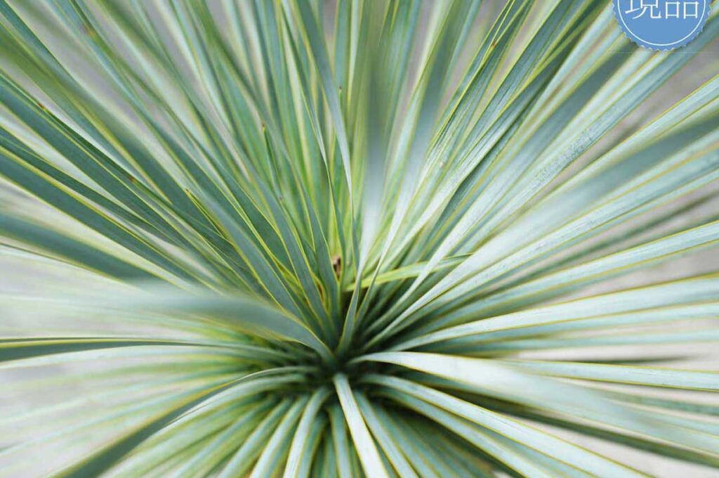 ロストラータブルーサンダー 葉３