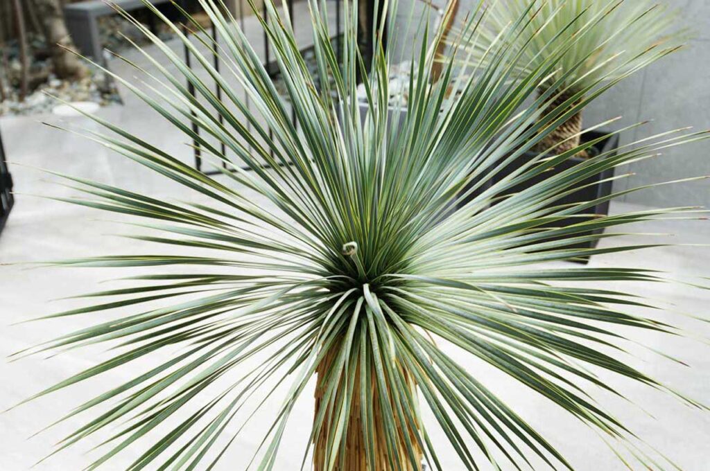 ロストラータブルーサンダー 葉４