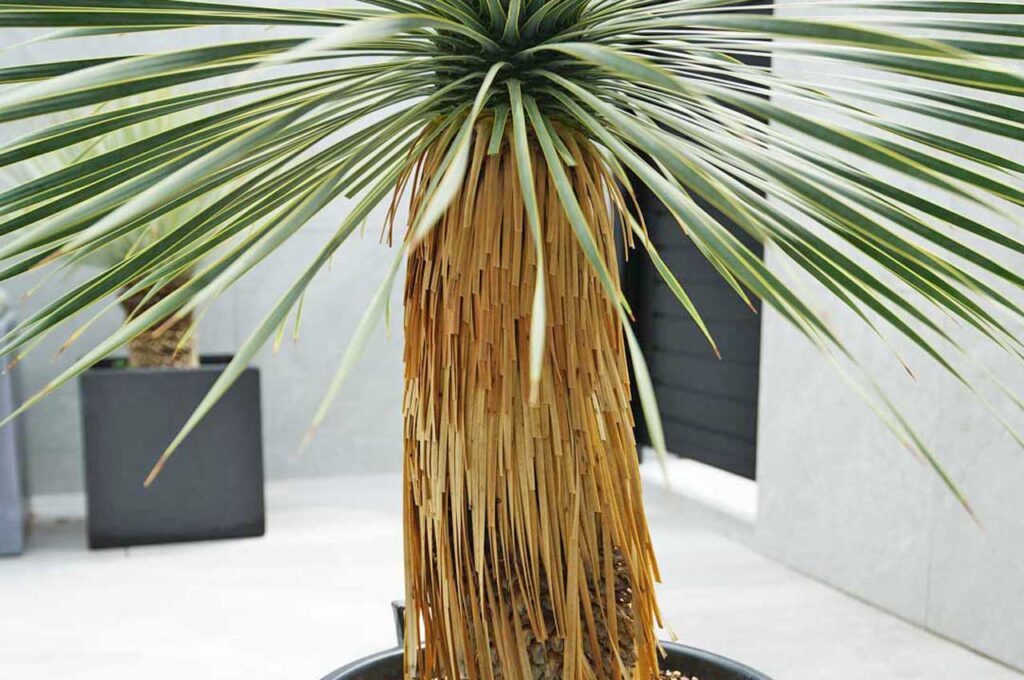 ロストラータブルーサンダー 幹３