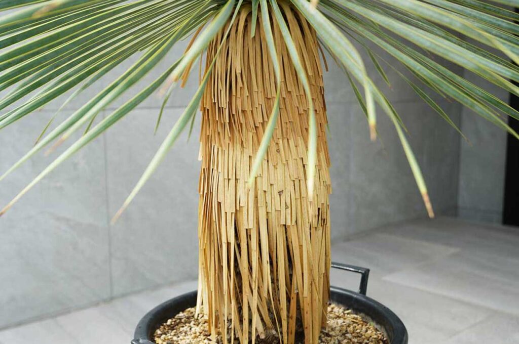 ロストラータブルーサンダー 幹４