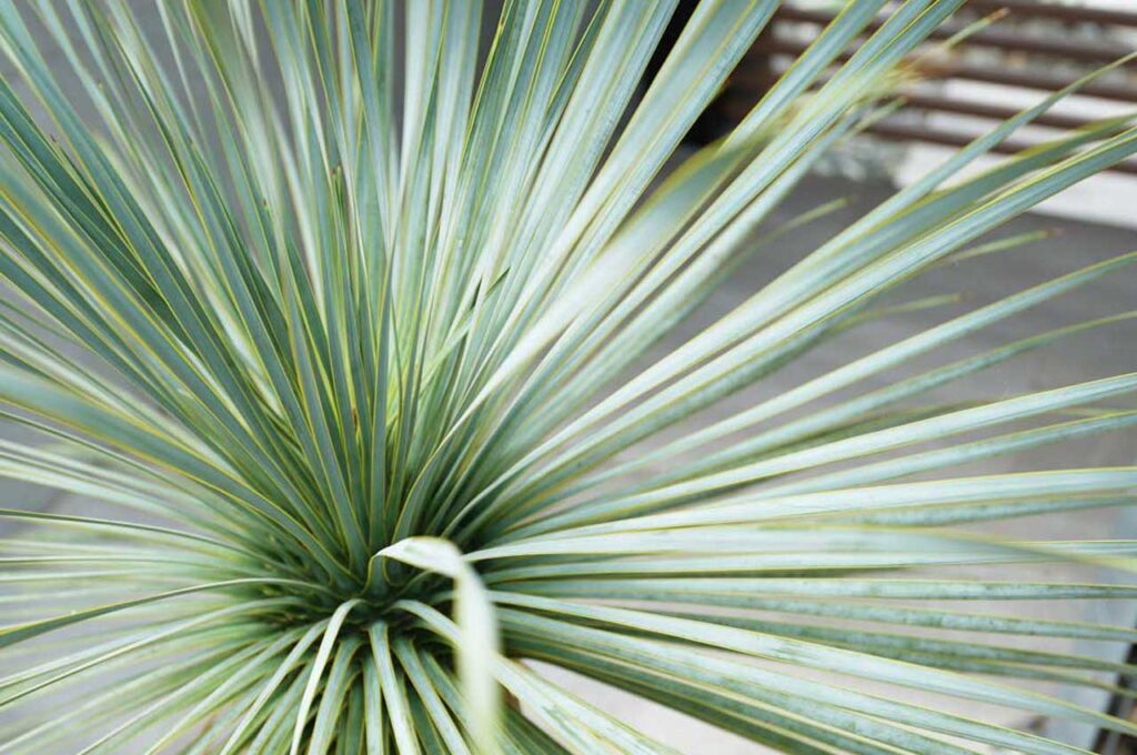 ロストラータブルーサンダー 葉５