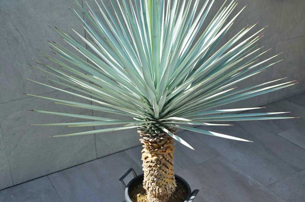 ユッカリギダ 葉１