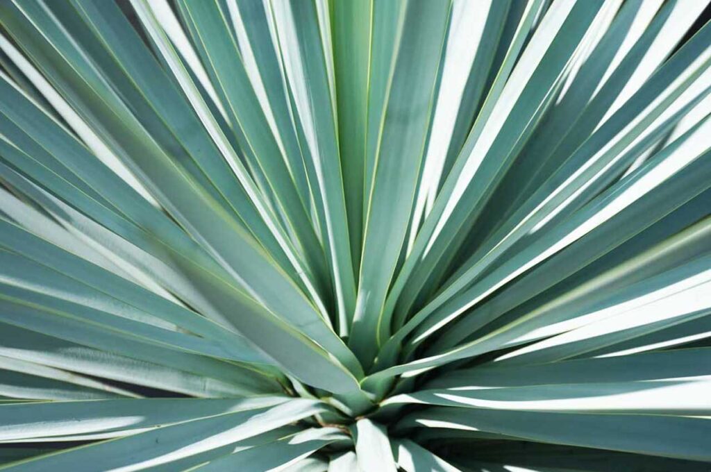 ユッカリギダ 葉２