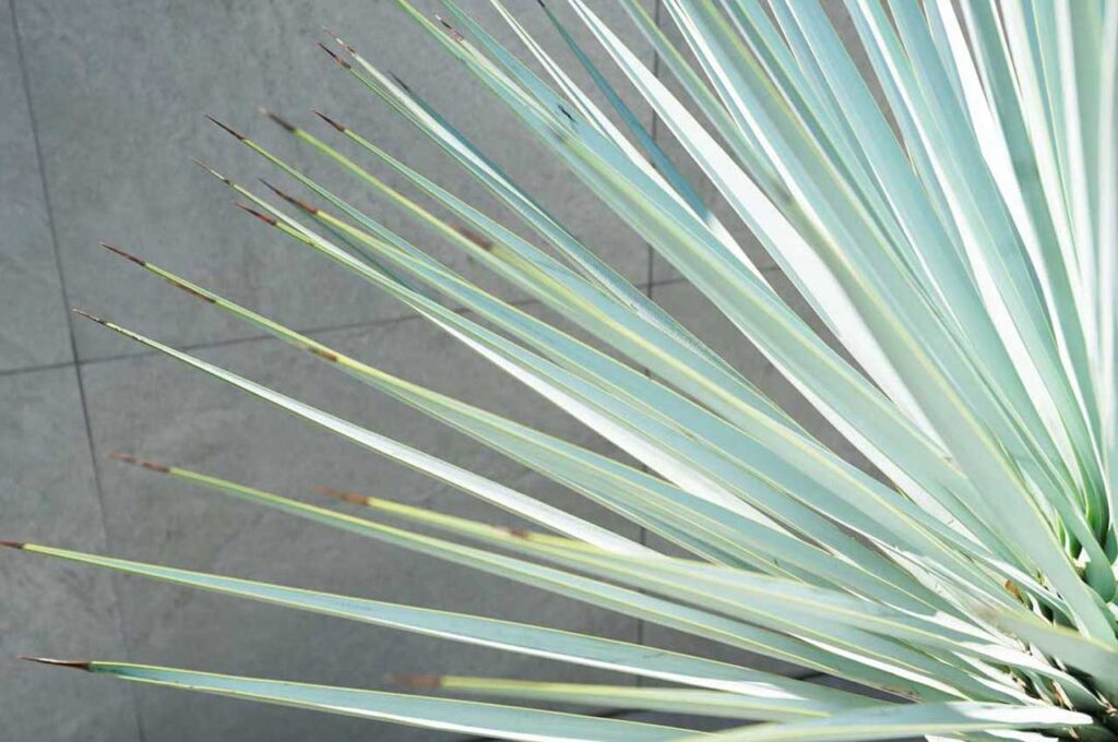 ユッカリギダ 葉３