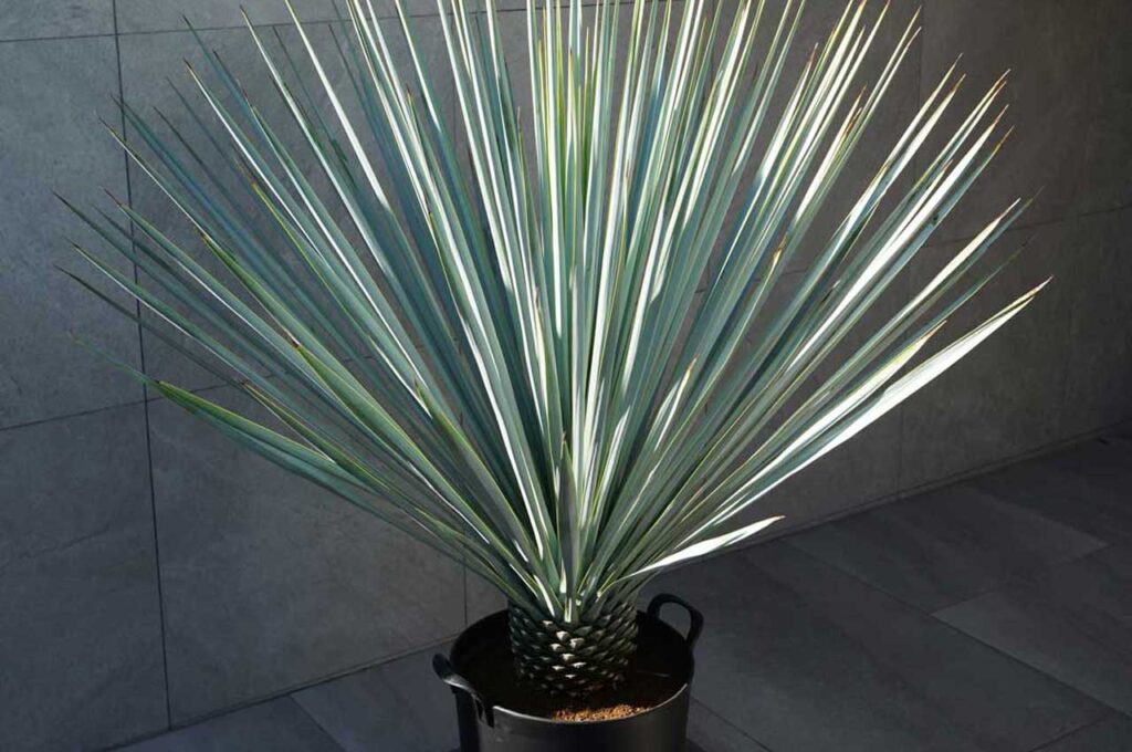 ユッカリギダ 葉４