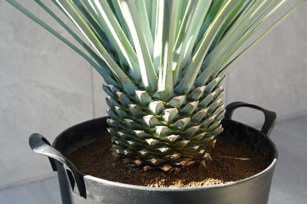 ユッカリギダ 幹２