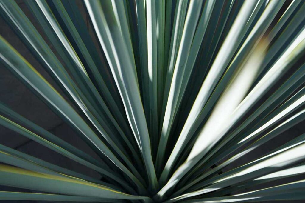 ユッカリギダ 葉５