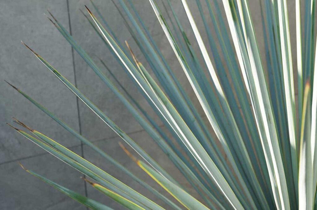 ユッカリギダ 葉６