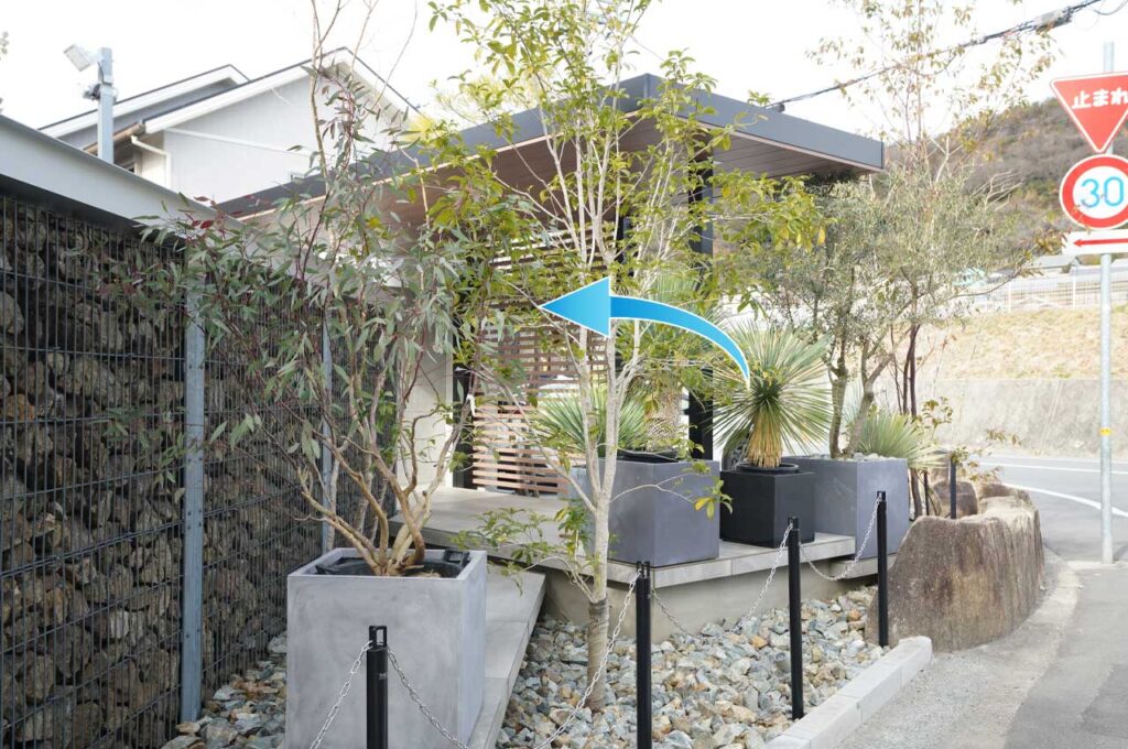 ユーカリメリオドラ 植栽施工事例2