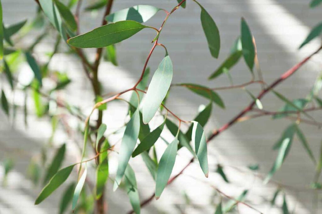 ユーカリメリオドラ 葉1