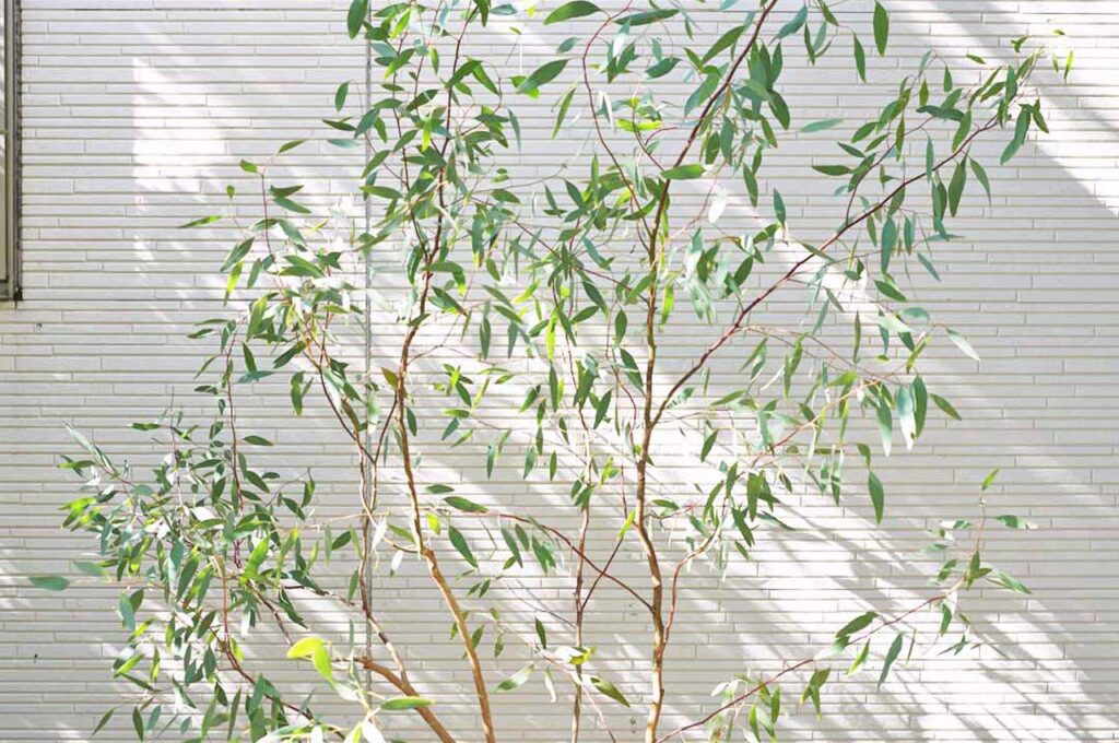 ユーカリメリオドラ 葉2