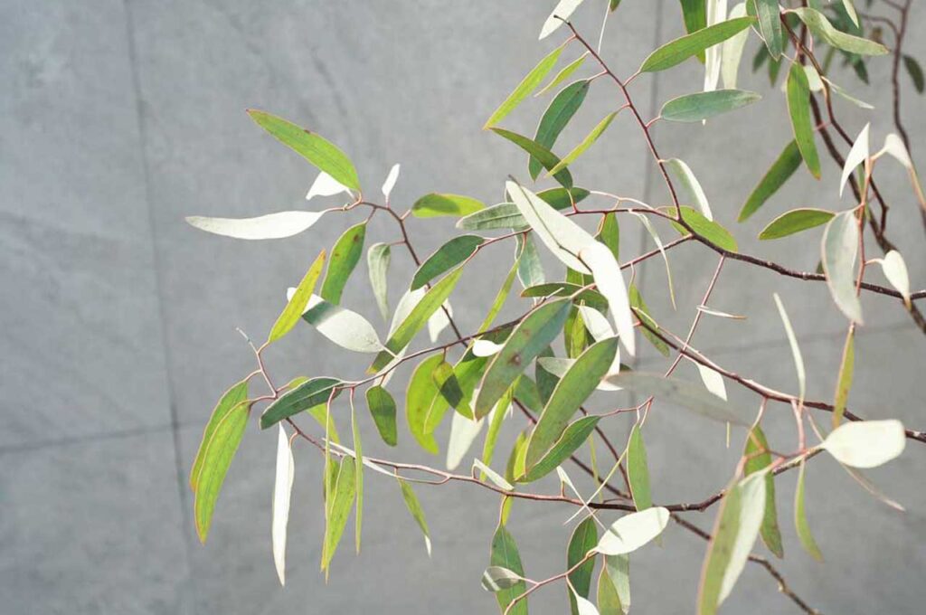 ユーカリメリオドラ 葉3