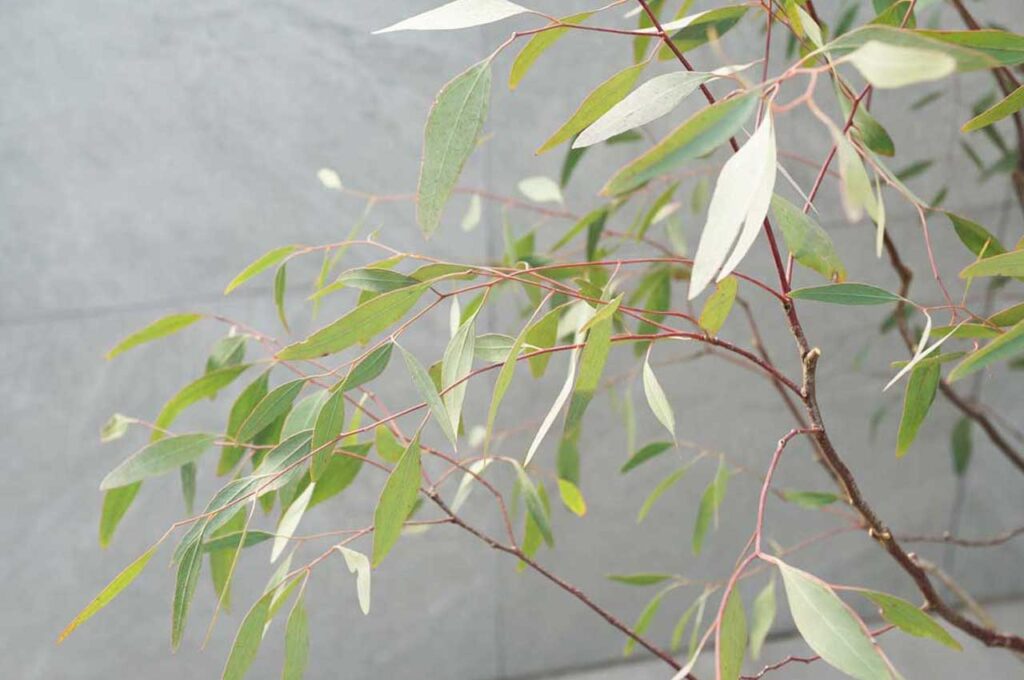 ユーカリメリオドラ 葉4