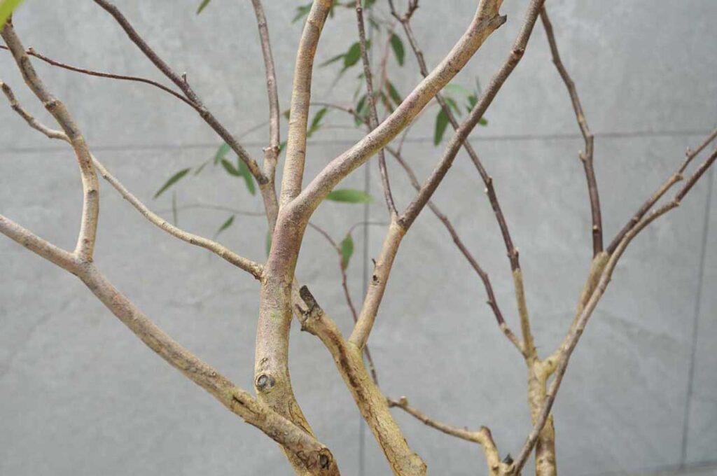 ユーカリメリオドラ 幹1