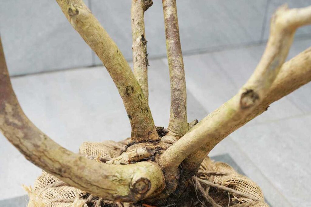 ユーカリメリオドラ 幹2